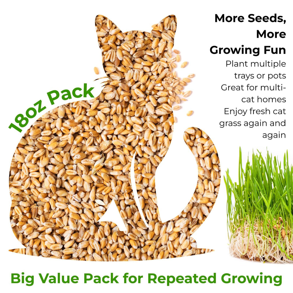 18oz Cat Grass Seeds I236996